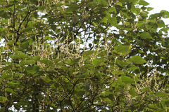 Mallotus tetracoccus